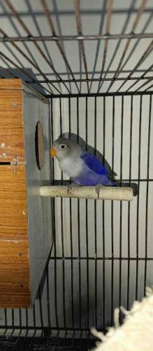 lovebirds pair/hogoromo budgies pair with cage 