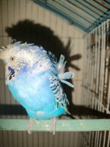 lovebirds pair/hogoromo budgies pair with cage 