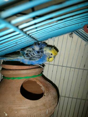 lovebirds pair/hogoromo budgies pair with cage 