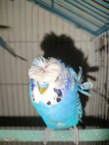 lovebirds pair/hogoromo budgies pair with cage 