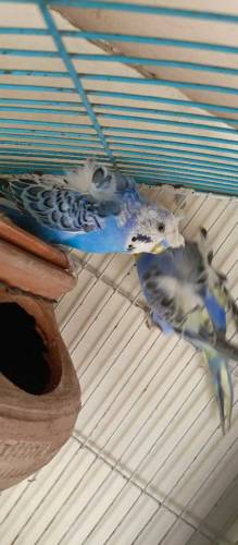 lovebirds pair/hogoromo budgies pair with cage 