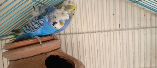lovebirds pair/hogoromo budgies pair with cage 