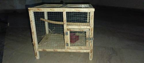 lovebirds pair/hogoromo budgies pair with cage 