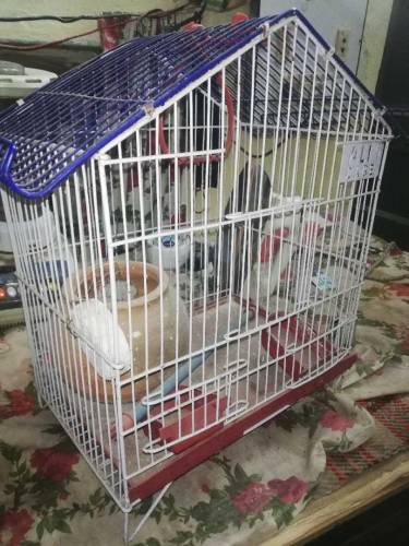 original lohy ka cage new cage for sale 