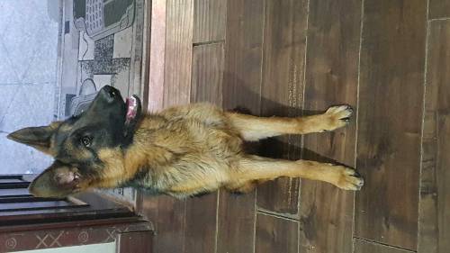 Female German Shepard 8 months old