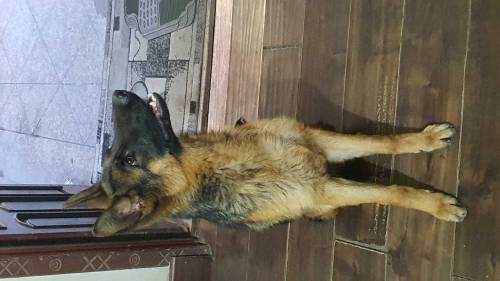 Female German Shepard 8 months old