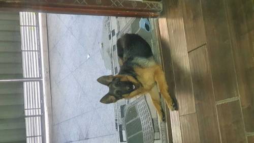 Female German Shepard 8 months old