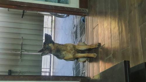Female German Shepard 8 months old