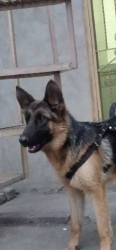 Female German Shepard 8 months old