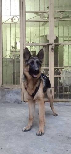 Female German Shepard 8 months old