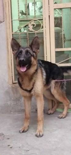 Female German Shepard 8 months old