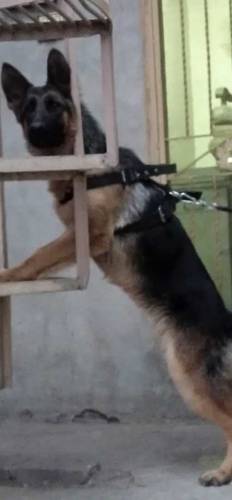 Female German Shepard 8 months old