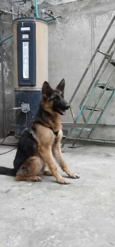 Female German Shepard 8 months old