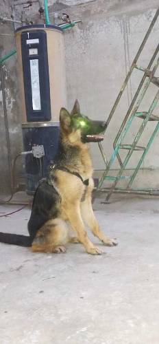 Female German Shepard 8 months old
