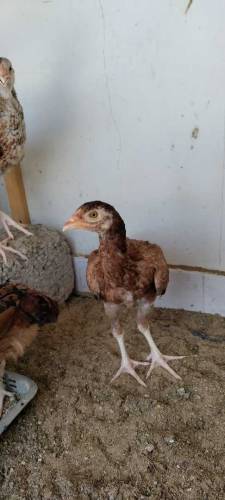 aseel chicks aseel jawa male  mushki female available 