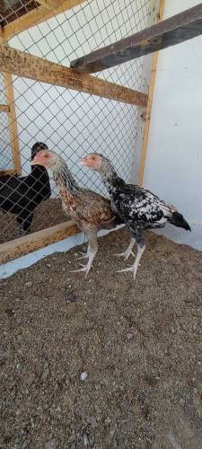 aseel chicks aseel jawa male  mushki female available 