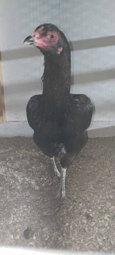 aseel chicks aseel jawa male  mushki female available 