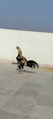 aseel chicks aseel jawa male  mushki female available 