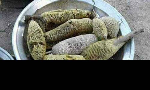 Honey شھد