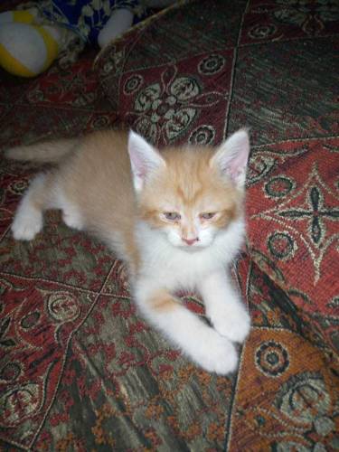 cats baby