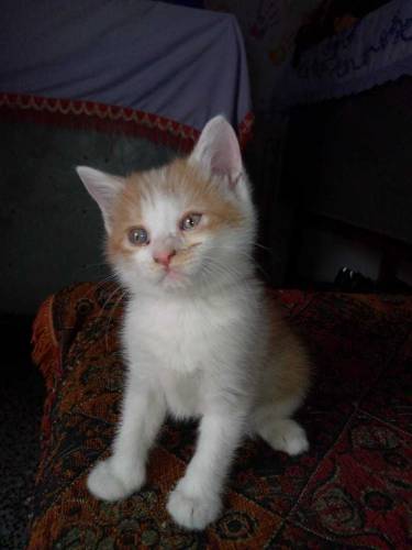 cats baby