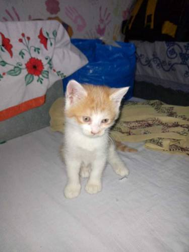 cats baby