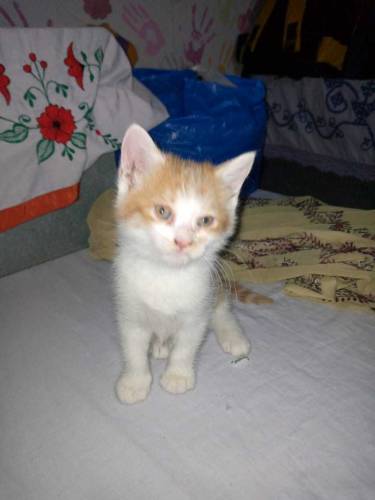 cats baby