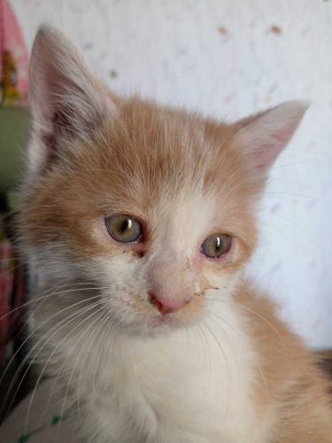 cats baby
