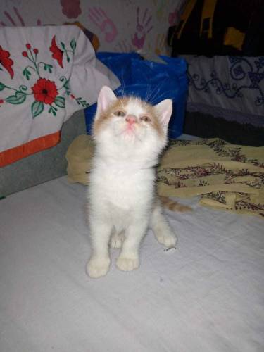 cats baby