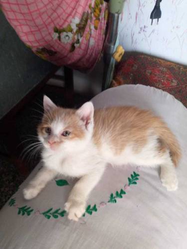 cats baby
