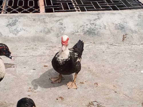 moscovy duck/ duck/ batakh/ pet 