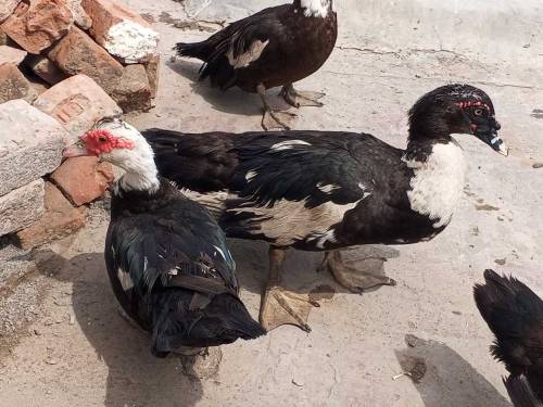moscovy duck/ duck/ batakh/ pet 