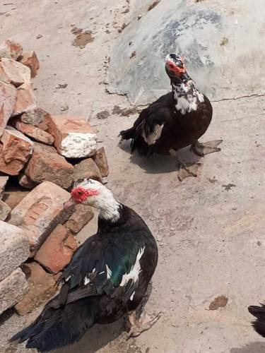 moscovy duck/ duck/ batakh/ pet 
