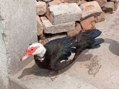 moscovy duck/ duck/ batakh/ pet 