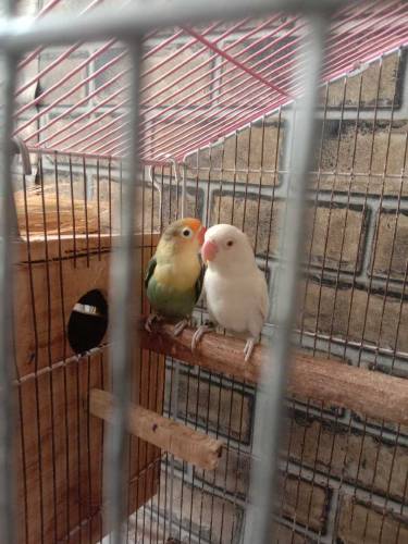 albino bird 