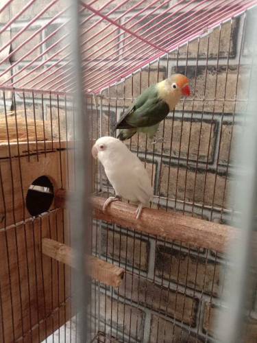 albino bird 