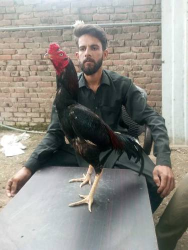 High Quality Aseel For Sale 