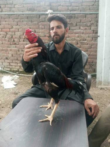 High Quality Aseel For Sale 