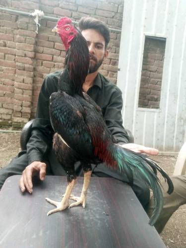 High Quality Aseel For Sale 
