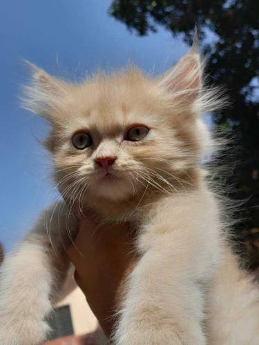 MALE KITTEN FOR SALE HOME TRAINED 