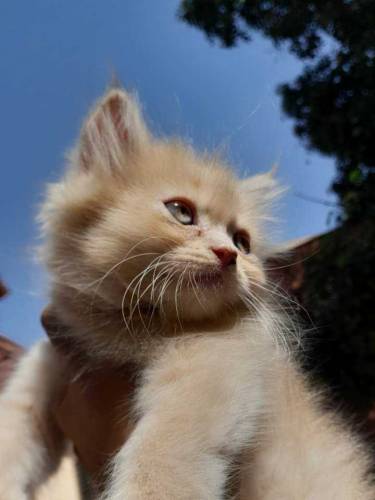 MALE KITTEN FOR SALE HOME TRAINED 