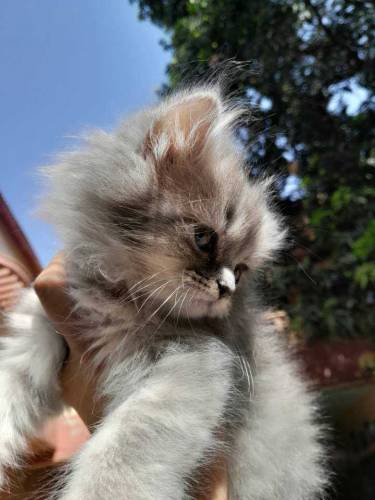 FEMALE KITTEN FOR SALE!