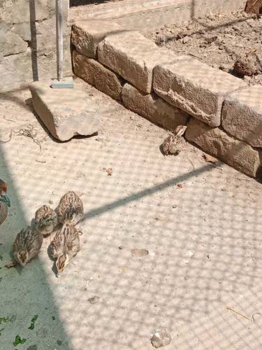 Dakhni Teetar chicks 
