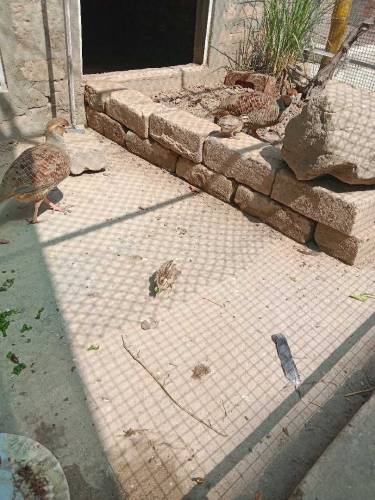 Dakhni Teetar chicks 