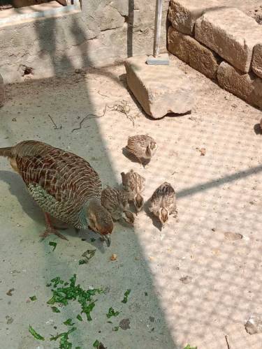 Dakhni Teetar chicks 