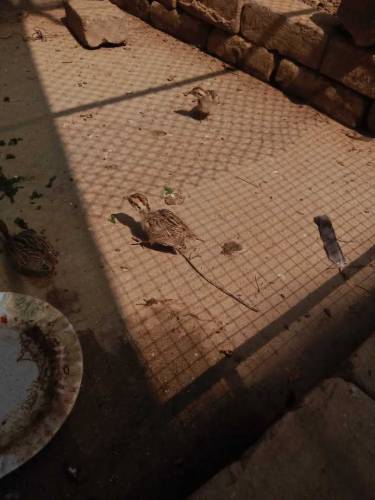 Dakhni Teetar chicks 