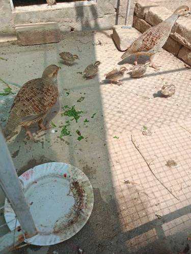Dakhni Teetar chicks 