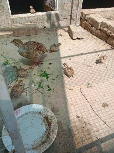 Dakhni Teetar chicks 