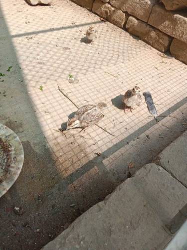 Dakhni Teetar chicks 
