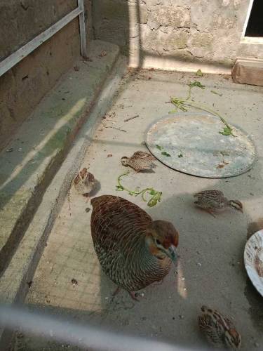 Dakhni Teetar chicks 